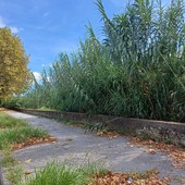 Stato del torrente Quiliano sulla sponda di Savona. Santi interpella il sindaco: "È in programma una pulizia?" Stato del torrente Quiliano sulla sponda di Savona. Santi interpella il sindaco: "È in programma una pulizia?"