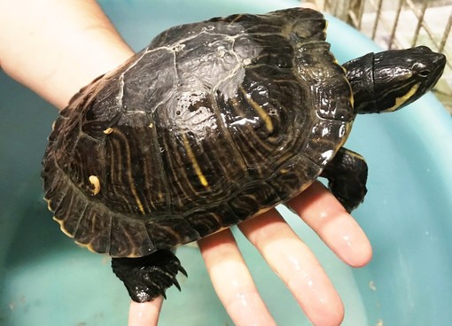 Varazze, tartaruga d'acqua abbandonata in una piccola fontana: indaga l'Enpa Varazze, tartaruga d'acqua abbandonata in una piccola fontana: indaga l'Enpa