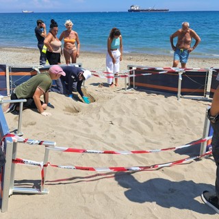 Tartarughe a Zinola, dall'Autorità Portuale divieti e attività interdette per salvaguardare nido e uova di Caretta caretta
