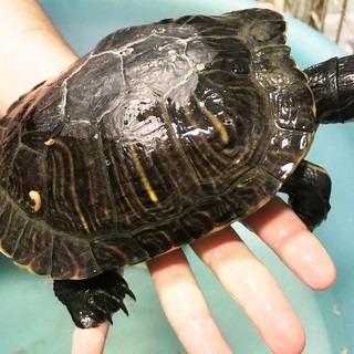 Varazze, tartaruga d'acqua abbandonata in una piccola fontana: indaga l'Enpa