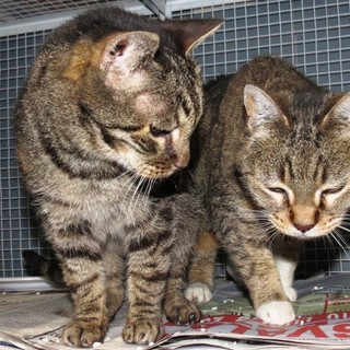 L'appello dell'Enpa: "Serve stallo per due gatti"