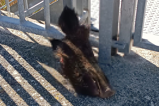 Peste suina, ancora atti dimostrativi: a Stella una testa di cinghiale su una ringhiera