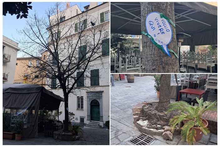 Savona, nei prossimi giorni la decisione sul tiglio di piazza Vacciuoli che i residenti vogliono salvare