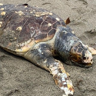 Bergeggi, una carcassa di tartaruga già in decomposizione spiaggiata sul litorale (FOTO)