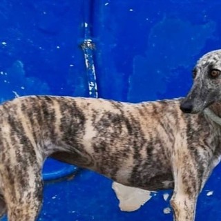 Cane smarrito a Savona: l'appello dei proprietari (FOTO)