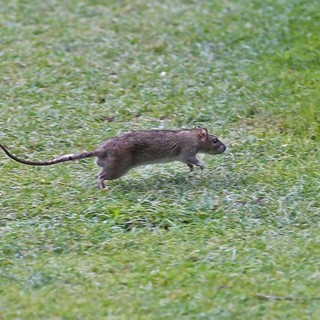 Cairo Montenotte: al via un massiccio programma di derattizzazione urgente