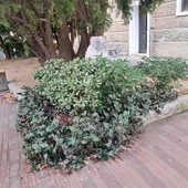 Savona dimentica Fanny Dallari: la lapide della vittima delle bombe "nere" degli anni '70 nascosta dalla vegetazione Savona dimentica Fanny Dallari: la lapide della vittima delle bombe "nere" degli anni '70 nascosta dalla vegetazione