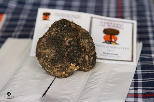 Tutto pronto per la XXIV Festa Nazionale del Tartufo a Millesimo