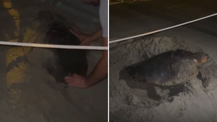 Alassio, Caretta caretta disturbata sulla spiaggia: niente nido ai Bagni Diana Alassio, Caretta caretta disturbata sulla spiaggia: niente nido ai Bagni Diana