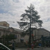Cairo, taglio dei cedri in piazza Abba. Lambertini: "Pianteremo sei nuovi alberi e riqualificheremo l'area"