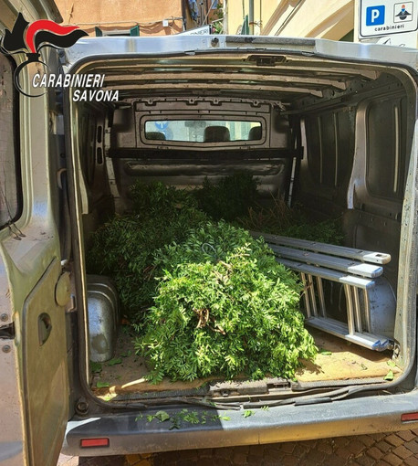 Laigueglia, sorpresi a rubare piante ornamentali in un terreno privato: arrestati dai carabinieri Laigueglia, sorpresi a rubare piante ornamentali in un terreno privato: arrestati dai carabinieri