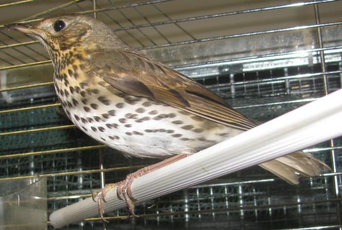 Palco per la caccia alla fauna migratoria, l'Enpa: "Inviteremo il Comune di Vado Ligure ad annullare la gara"