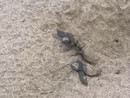 Laigueglia, ai Bagni Aurora sono già nate 60 tartarughe Caretta caretta