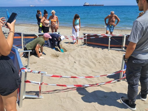 Tartarughe a Zinola, dall'Autorità Portuale divieti e attività interdette per salvaguardare nido e uova di Caretta caretta Tartarughe a Zinola, dall'Autorità Portuale divieti e attività interdette per salvaguardare nido e uova di Caretta caretta