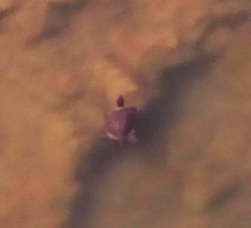 Albenga: avvistata una tartaruga nel Centa (FOTO)