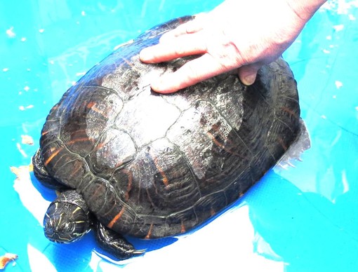 Savona, tartaruga "dimenticata" in albergo cerca una nuova casa