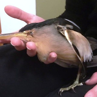 Albisola e Savona, l'Enpa soccorre due animali selvatici in difficoltà (FOTO)