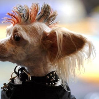 A Carcare arriva il primo "Cane...vale"