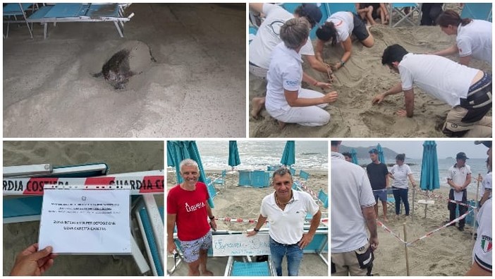 Uova “speciali” a Laigueglia: ai Bagni Diana nasceranno esemplari di Caretta Caretta Uova “speciali” a Laigueglia: ai Bagni Diana nasceranno esemplari di Caretta Caretta