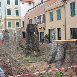 Platani abbattuti ad Alassio: si muove il WWF
