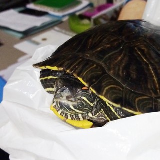 Savona, tartaruga d’acqua ferita soccorsa dall'Enpa: ora sta bene (FOTO)