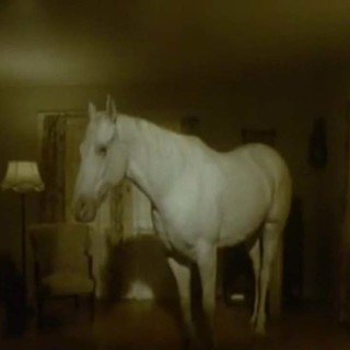 Campa cavallo. Chissà se l'erba cresce ancora