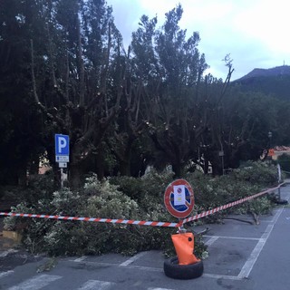 A Toirano procedono i lavori sul verde cittadino: sistemazione degli alberi nel parco del Marchese