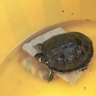 Savona, l'ENPA soccorre due tartarughe d’acqua americane
