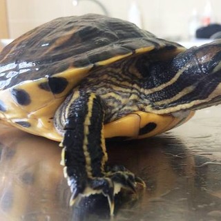 Modificata la normativa riguardante le tartarughe del genere 'Trachemys'