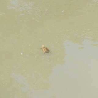 Albenga, prima osservazione di successo riproduttivo in natura delle testuggini palustri reintrodotte