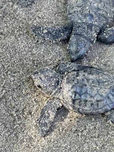 Andora celebra la prima schiusa di Caretta caretta, l'Amministrazione: "Un momento storico per la nostra città" Andora celebra la prima schiusa di Caretta caretta, l'Amministrazione: "Un momento storico per la nostra città"