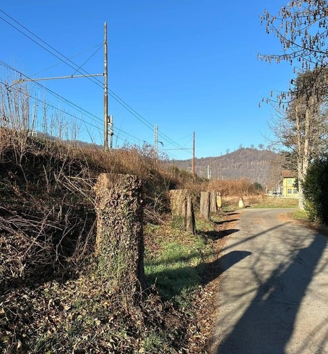 Taglio piante a Ferrania, opposizioni all'attacco in Consiglio comunale. Il sindaco: "Erano pericolosi"