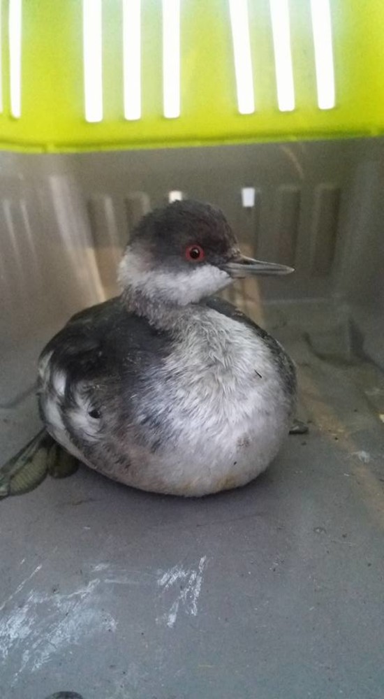 In vacanza ad Alassio notano un volatile in difficoltà e lo salvano