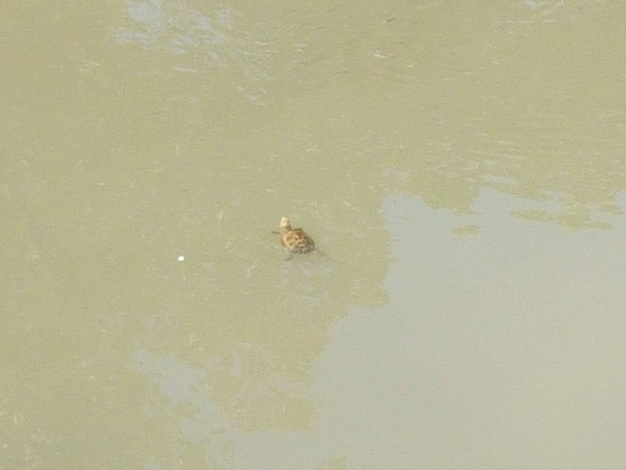 Albenga, prima osservazione di successo riproduttivo in natura delle testuggini palustri reintrodotte