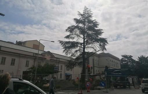 Cairo, taglio dei cedri in piazza Abba. Lambertini: "Pianteremo sei nuovi alberi e riqualificheremo l'area" Cairo, taglio dei cedri in piazza Abba. Lambertini: "Pianteremo sei nuovi alberi e riqualificheremo l'area"