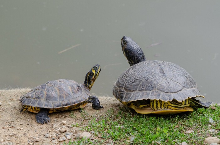 Le tartarughe sono simbolo della lentezza per eccellenza (foto di Enrico Ruggeri) Le tartarughe sono simbolo della lentezza per eccellenza (foto di Enrico Ruggeri)