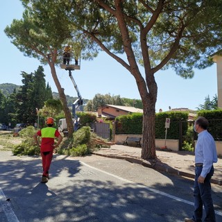 Andora: tagliati alberi pericolanti su tutto il territorio comunale