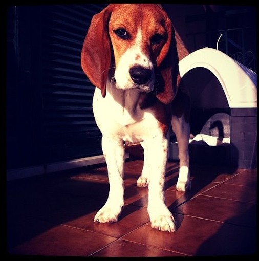 Toirano, smarrita ieri la beagle "Mia", diamole una mano a tornare a casa