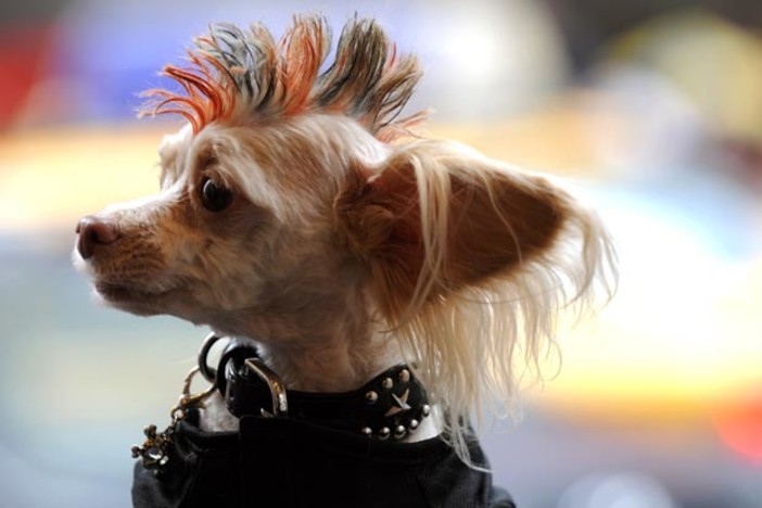 A Carcare arriva il primo "Cane...vale"