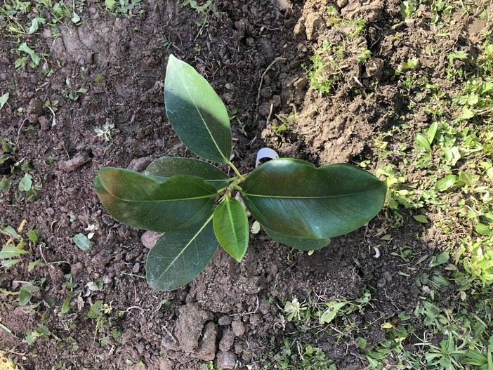 Borghetto, piantato l'Albero di Falcone nel giardino dell'IC Val Varatella Borghetto, piantato l'Albero di Falcone nel giardino dell'IC Val Varatella