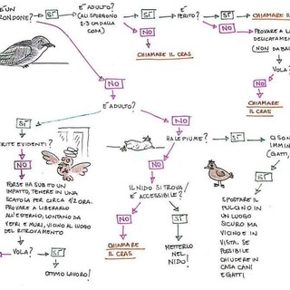Appello Enpa: "Attenzione a soccorrere animali selvatici, non sempre è la cosa giusta da fare"