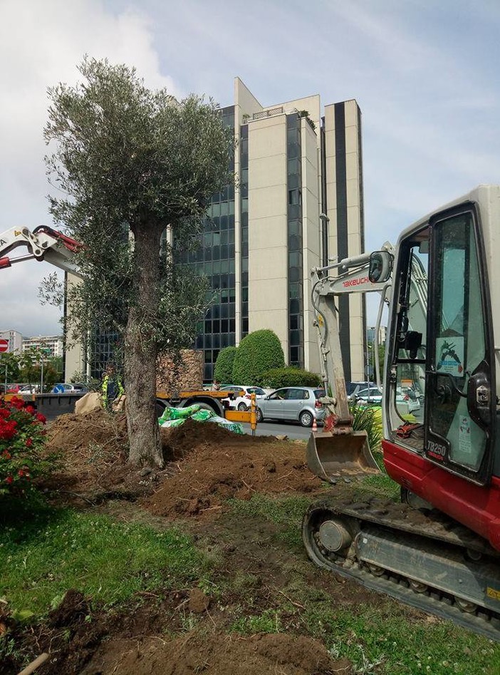 Savona, continua l'opera di piantumazione per sostituire le palme abbattute (FOTO)