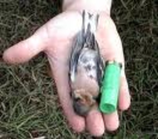 Savona: Enpa "caccia chiusa nella vergogna"