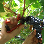 Vendemmia 2026, in Liguria raccolta anticipata ma qualità alta