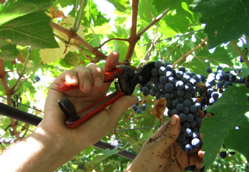 Vendemmia 2026, in Liguria raccolta anticipata ma qualità alta