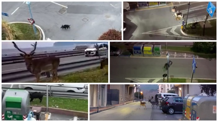 Spotorno e gli "ungulati urbani". L'Amministrazione chiede aiuto alla Regione: "Siamo esasperati" (FOTO e VIDEO)