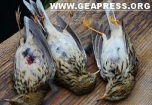 Caccia in deroga: Liguria nel mirino, un mese di tempo per rispondere all’Europa Caccia in deroga: Liguria nel mirino, un mese di tempo per rispondere all’Europa