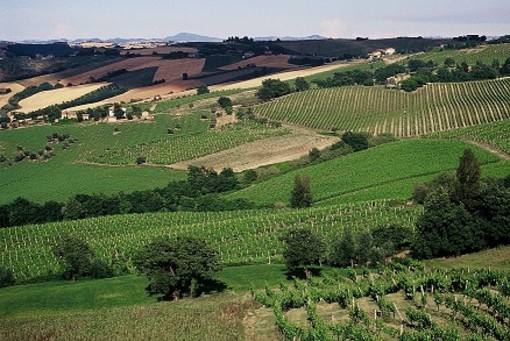 Al Collsioni Festival di Barolo l'Istituto Marchigiano di Tutela Vini Al Collsioni Festival di Barolo l'Istituto Marchigiano di Tutela Vini