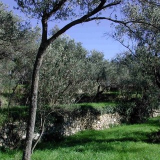 Agenti patogeni come Xylella diffusi attraverso i container, la FAO sollecita un accordo per tenerli puliti Agenti patogeni come Xylella diffusi attraverso i container, la FAO sollecita un accordo per tenerli puliti