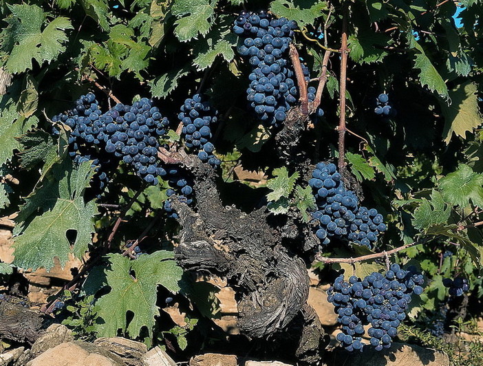 A Cairo "Aspettando Rossi di Liguria e Festa del Moco in Fiore"